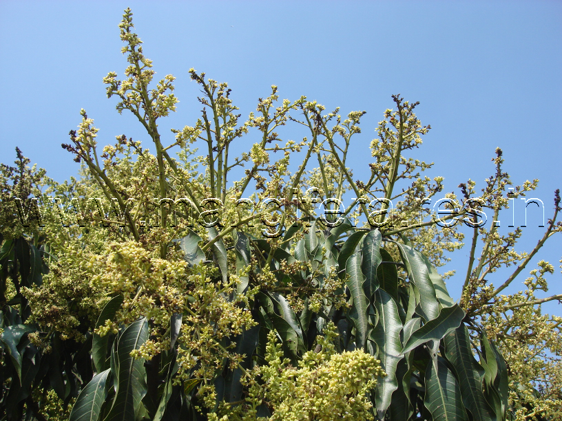 Blossom blight